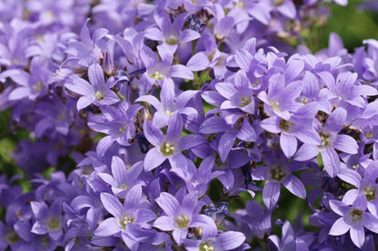 Campanula 'Prichards Variety Lactiflora' - Glockenblume