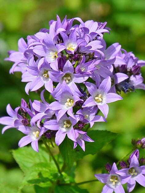 Glockenblumen Campanula prichards variety lactiflora