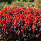 Canna 'Black Knight' - 4 Stück