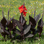 Canna 'Black Knight' - 4 Stück