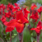 Canna 'Black Knight' - 4 Stück