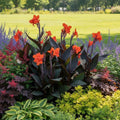 Canna 'Black Knight' - 4 Stück