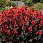Canna 'Black Knight' - 4 Stück