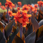 Canna 'Black Knight' - 4 Stück