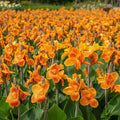 Canna 'Carnaval' - 4 Stück - LumiBlumi