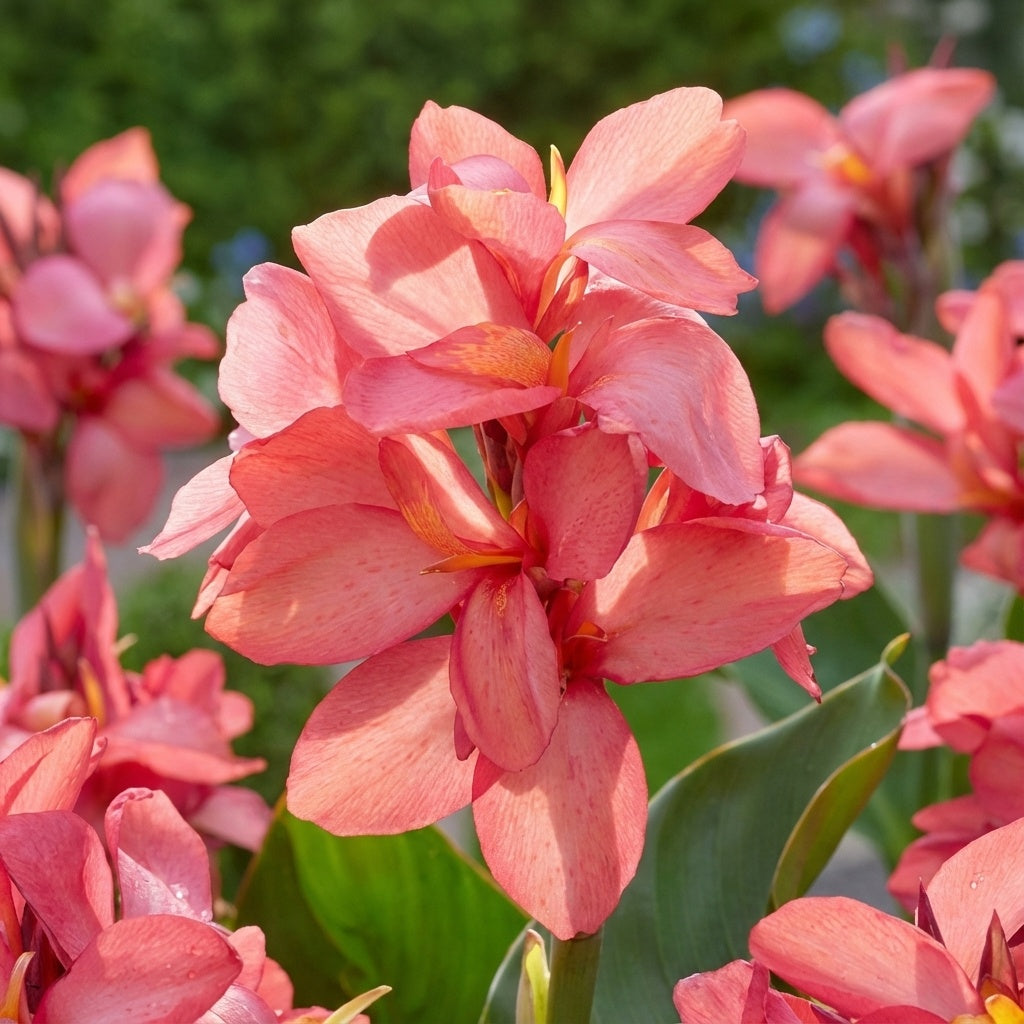 Canna 'China Doll' - 4 Stück