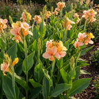 Canna 'Canna Chouchou' - Blumenrohr, Canna