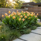Canna 'Canna Chouchou' - Blumenrohr, Canna