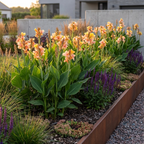 Canna 'Canna Chouchou' - Blumenrohr, Canna