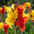 Canna 'Cleopatra' - 3 Stück - LumiBlumi