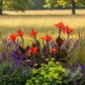 Canna 'Crimson Beauty' - 10 Stück - LumiBlumi