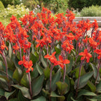 Canna 'Crimson Beauty' - 10 Stück - LumiBlumi