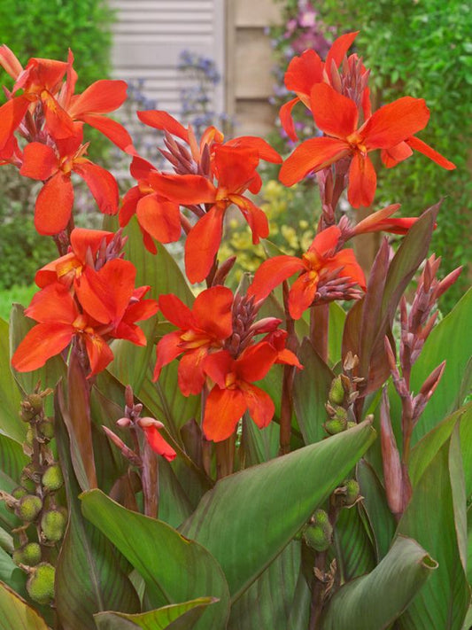 Canna Canna crimson beauty