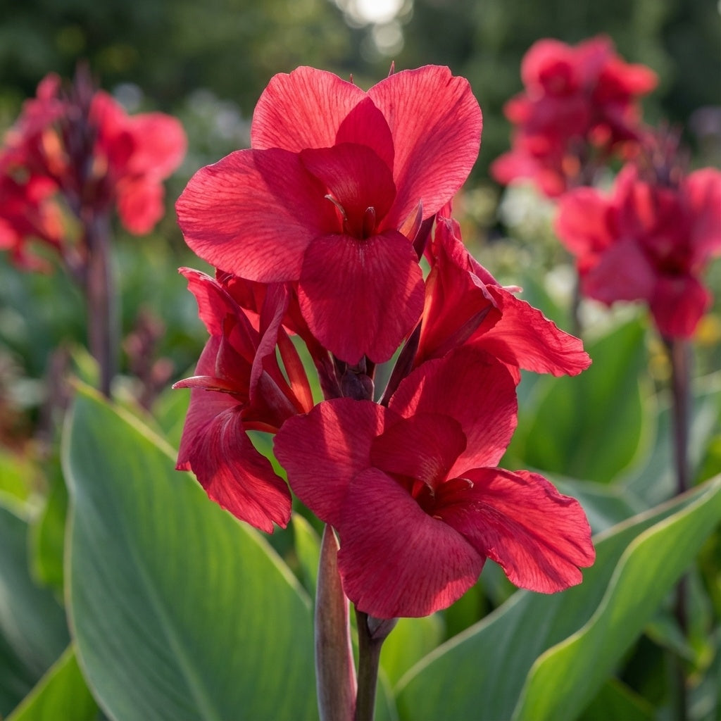 Canna 'Empire' - 10 Stück - LumiBlumi