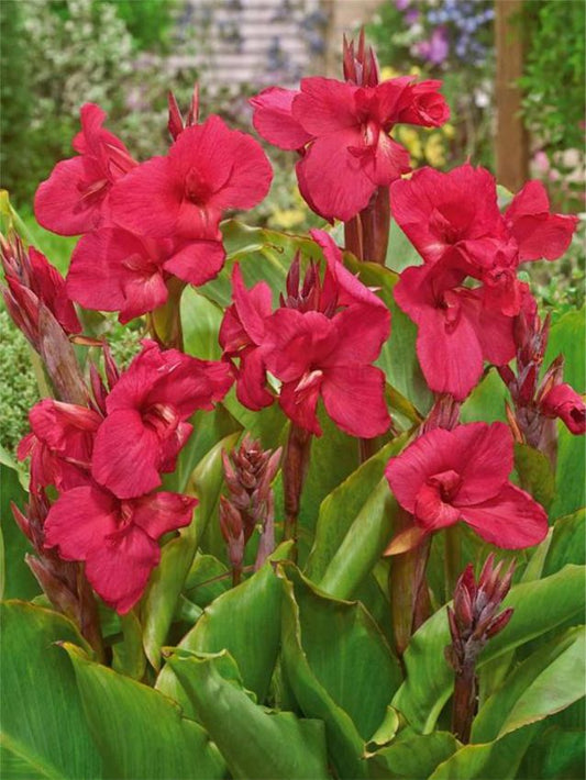 Canna Canna empire