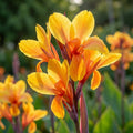 Canna 'Fiesta' - Blumenrohr, Canna