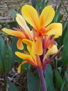 Canna Canna fiesta