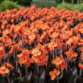 Canna 'Happy Wilma' - Blumenrohr, Canna