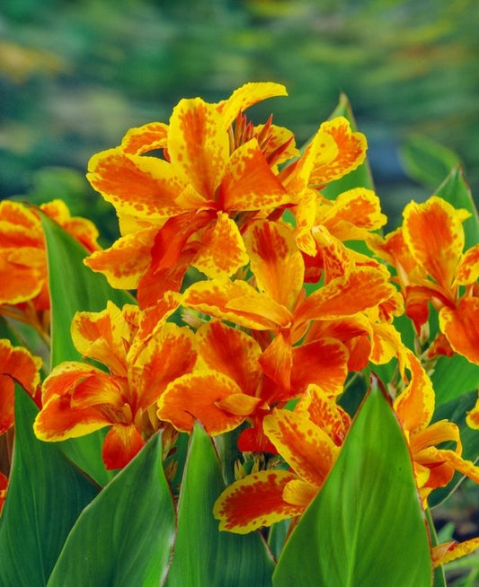 Canna Canna taroudant