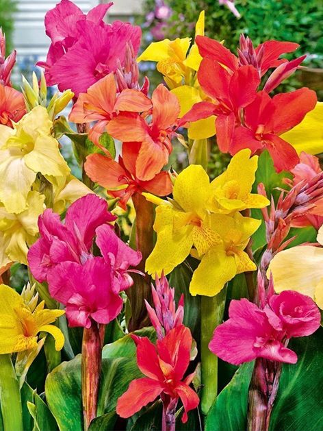 Canna Canna mixed