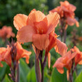 Canna 'Mrs. Oklahoma' - 5 Stück - LumiBlumi