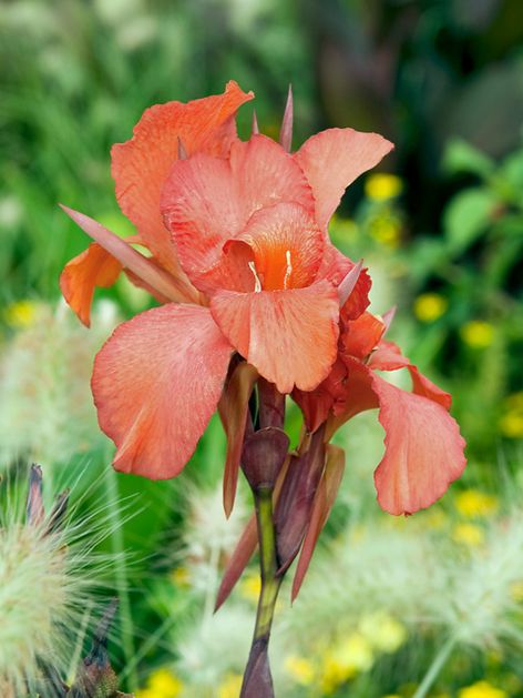 Canna Canna mrs. oklahoma