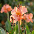 Canna 'Peach Blush' - 4 Stück - LumiBlumi