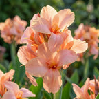 Canna 'Peach Blush' - 4 Stück - LumiBlumi