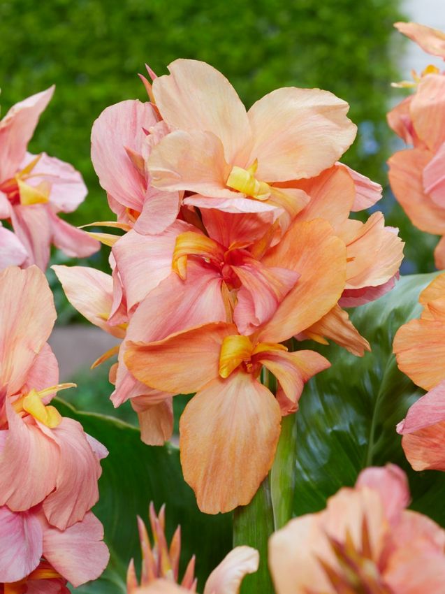 Canna Canna peach blush