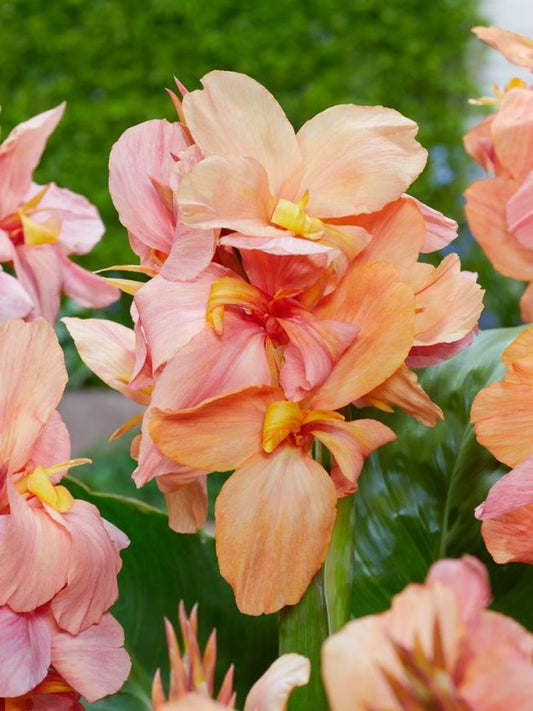 Canna Canna peach blush