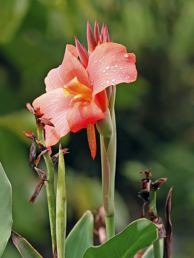 Canna 'Peach Blush' - Blumenrohr, Canna