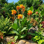 Canna 'Queen Charlotte' - 4 Stück