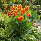 Canna 'Queen Charlotte' - 4 Stück