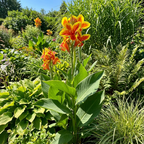 Canna 'Queen Charlotte' - 4 Stück