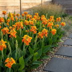 Canna 'Taroudant' - Blumenrohr, Canna
