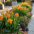 Canna 'Taroudant' - Blumenrohr, Canna