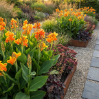 Canna 'Taroudant' - Blumenrohr, Canna