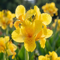 Canna 'Tropical Yellow' - 10 Stück - LumiBlumi