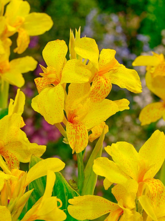 Canna Canna tropical yellow