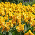 Canna 'Yellow King Humbert' - 4 Stück