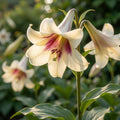 Riesenlilie 'Giganteum' - 1 Stück - LumiBlumi