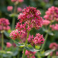 Spornblume 'Coccineus Ruber' - 4 Stück