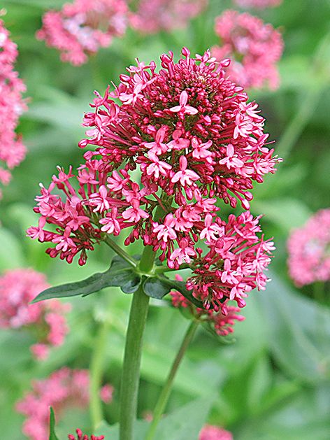 Stauden Centranthu coccineus ruber