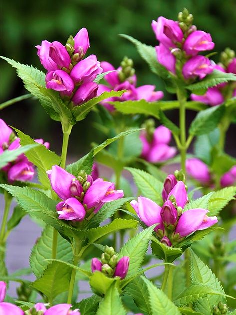 Stauden Chelone obliqua