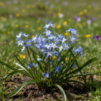 Schneeglanz 'Forbesii' - 100 Stück