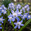 Schneeglanz Blue Giant forbesii' - 100 Stück