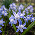 Schneeglanz Blue Giant forbesii' - 100 Stück