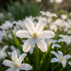 Schneeglanz 'Luciliae alba' - 100 Stück