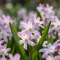 Schneeglanz 'Pink Giant' - 100 Stück