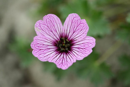 Storchschnabel Geranium ballerina cinereum